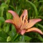 10 Seeds Lilium philadelphicum