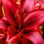 100 Seeds Lily Plants Red Big Flowers