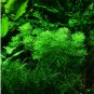500 Seeds Limnophila Sessiliflora Moss Aquatic Plant