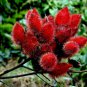 15 Seeds Lipstick Flower