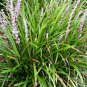 50 Seeds Liriope Muscari Bulk Wholesale