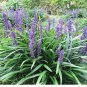 50 Seeds Liriope Muscari Bulk Wholesale
