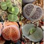 100 Seeds Lithops aucampiae Succulents Garden Plants
