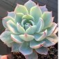100 Seeds Lithops Bonsai Hybrid Rare Cactus Succulent Plants