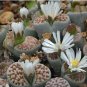 100 Seeds Lithops bromfieldii C042 Succulents Garden Plants