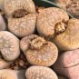 100 Seeds Lithops bromfieldii C042 Succulents Garden Plants