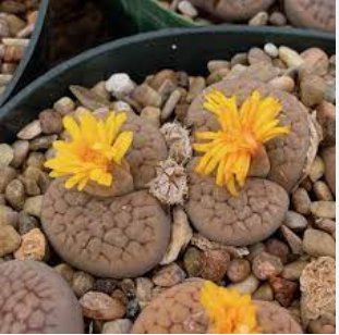 100 Seeds Lithops bromfieldii C43 Succulents Garden Plants