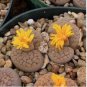 100 Seeds Lithops bromfieldii C43 Succulents Garden Plants