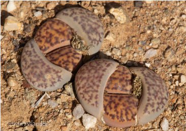 100 Seeds Lithops bromfieldii C348 Succulents Garden Plants