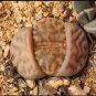 100 Seeds Lithops bromfieldii C348 Succulents Garden Plants