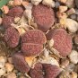 100 Seeds Lithops bromfieldii C348 Succulents Garden Plants