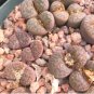 100 Seeds Lithops bromfieldii C368 Succulents Garden Plants