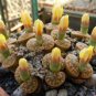 100 Seeds Lithops bromfieldii C382 Succulents Garden Plants