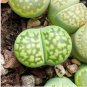 100 Seeds Lithops C56A Succulents Garden Plants