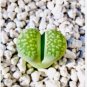 100 Seeds Lithops C56A Succulents Garden Plants