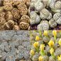 100 Seeds LITHOPS dorothea Succulents Garden Plants mix
