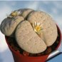 100 Seeds Lithops gracilidelineata C385 Succulents Garden Plants