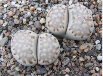 100 Seeds Lithops julii C161 Succulents Garden Plants