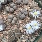 100 Seeds Lithops julii C161 Succulents Garden Plants