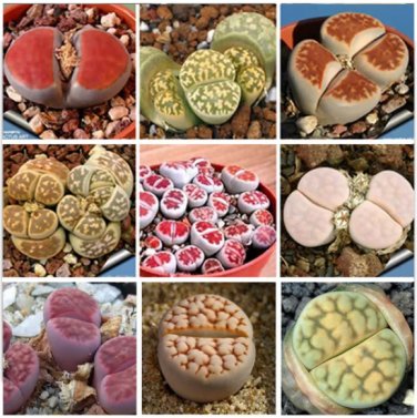 100 Seeds Lithops karasmonta Succulents Garden Plants