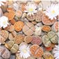 100 Seeds Lithops karasmonta Succulents Garden Plants