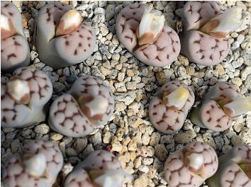 100 Seeds Lithops karasmontana C225 Succulents Garden Plants
