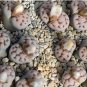 100 Seeds Lithops karasmontana C225 Succulents Garden Plants