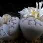 100 Seeds Lithops karasmontana C225 Succulents Garden Plants