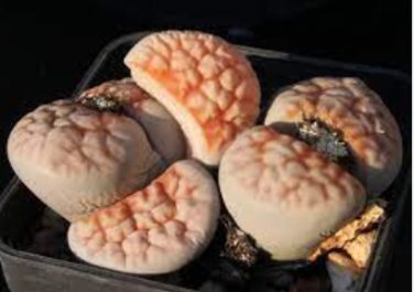 100 Seeds Lithops karasmontana C226 Succulents Garden Plants