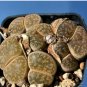 100 Seeds Lithops lesliei C341 Succulents Garden Plants
