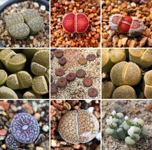 100 Seeds LITHOPS lesliei mix Succulents Garden Plants