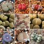 100 Seeds LITHOPS lesliei mix Succulents Garden Plants