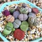100 Seeds LITHOPS lesliei mix Succulents Garden Plants
