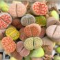 100 Seeds LITHOPS lesliei mix Succulents Garden Plants