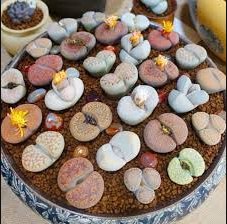 100 Seeds Lithops Mixed