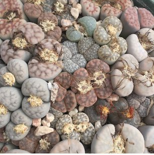 100 Seedsw Lithops Mixed