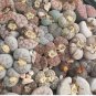 100 Seedsw Lithops Mixed