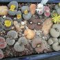 100 Seedsw Lithops Mixed