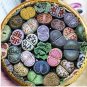 100 Seedsw Lithops Mixed