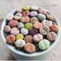 200 Seeds Lithops Mixed