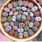 1000 Seeds Lithops Mixed
