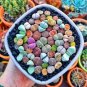 1000 Seedse Lithops Mixed