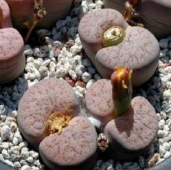 100 Seeds Lithops pseudotruncatella c187 Garden Plants