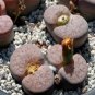 100 Seeds Lithops pseudotruncatella c187 Garden Plants