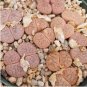 100 Seeds Lithops pseudotruncatella c187 Garden Plants