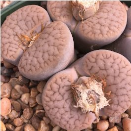 100 Seeds Lithops pseudotruncatella C357 Garden Plants
