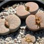 100 Seeds Lithops pseudotruncatella C357 Garden Plants