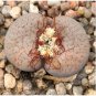 100 Seeds Lithops pseudotruncatella C357 Garden Plants