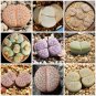 100 Seeds LITHOPS pseudotruncatella Succulents Garden Plants
