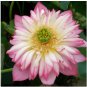 20 Seeds Lotus 'Double Duet Series' Large Double Petals, Half Pink Half White